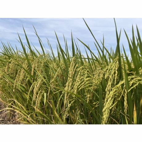 Bộ 3 Phúc Lộc Thọ