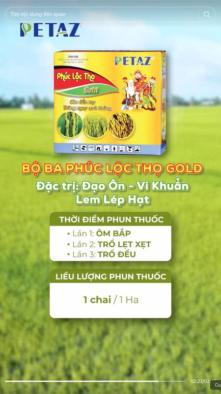 ĐỂ SÂU ĐỤC THÂN, ĐẠO ÔN, GIAI ĐOẠN LÚA ĐẺ NHÁNH, " KHÔNG CÒN LÀ NỖI LO