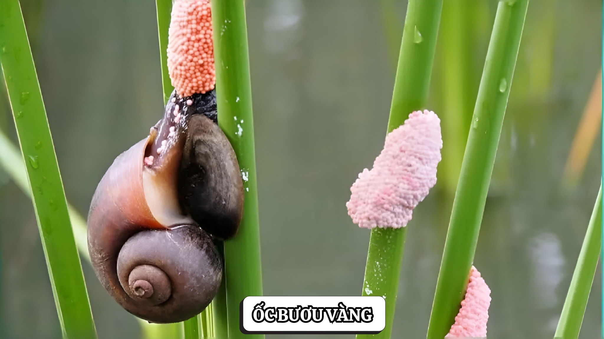 NHỮNG DỊCH HẠI Ở ĐẦU VỤ KHIẾN BÀ CON LO NGẠI