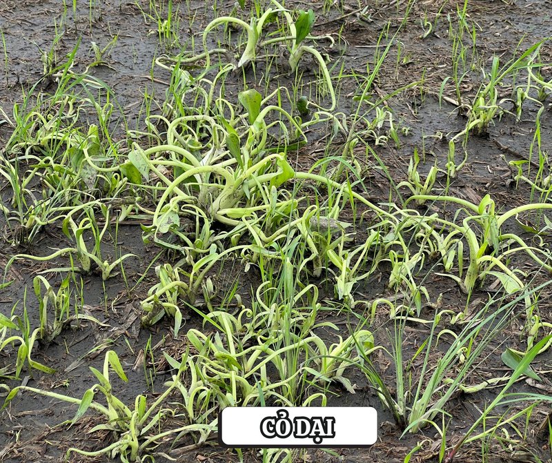 NHỮNG DỊCH HẠI Ở ĐẦU VỤ KHIẾN BÀ CON LO NGẠI