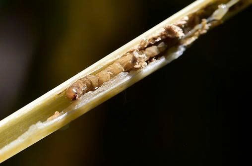 Dự Báo Sâu Bệnh “Nóng” Trong Nông Nghiệp Từ Tháng 9 Đến Tháng 12 Năm 2025