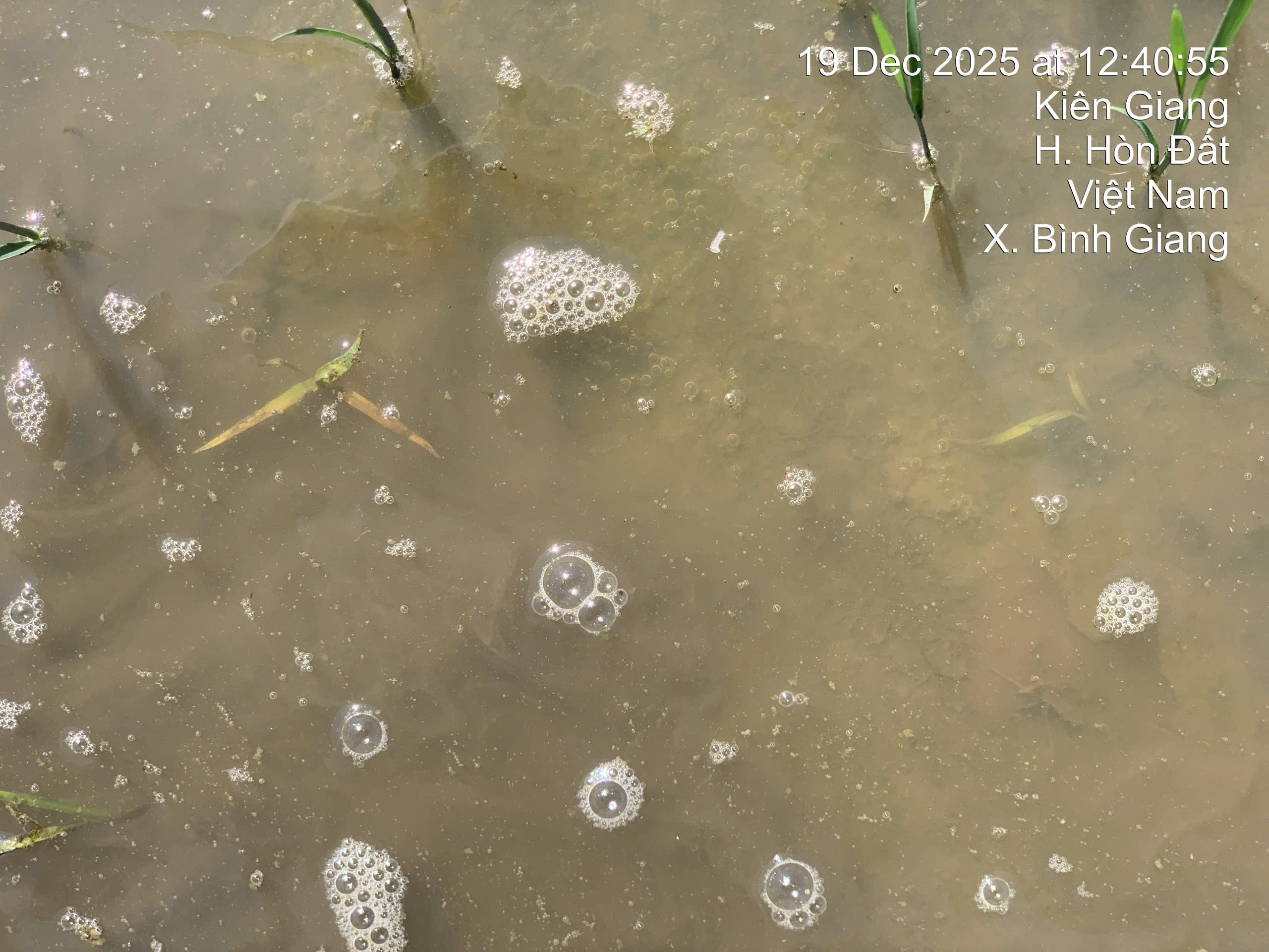 PETA PRO 500 ( 800ML )