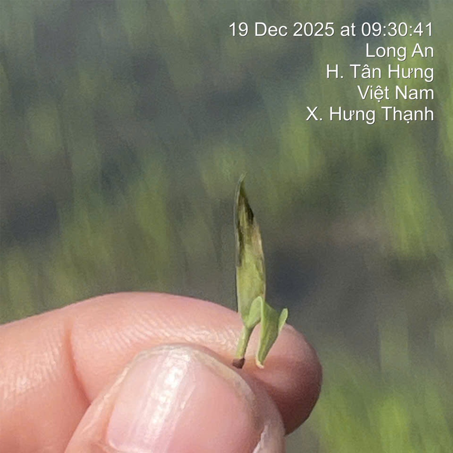 PETA PRO 500 ( 800ML )