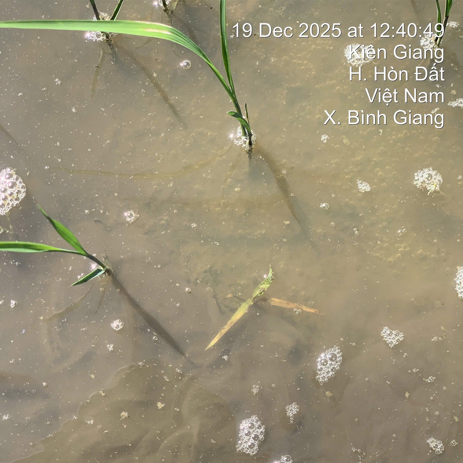 PETA PRO 500 ( 800ML )