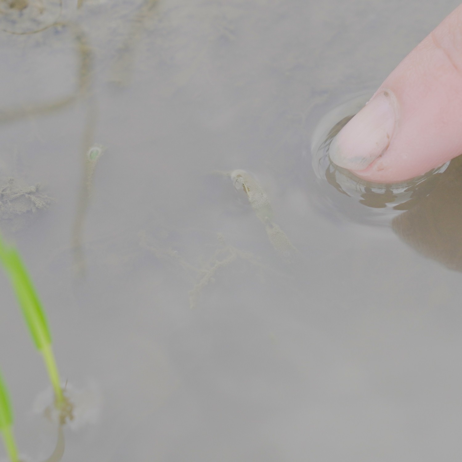 PETA PRO 500 ( 800ML )