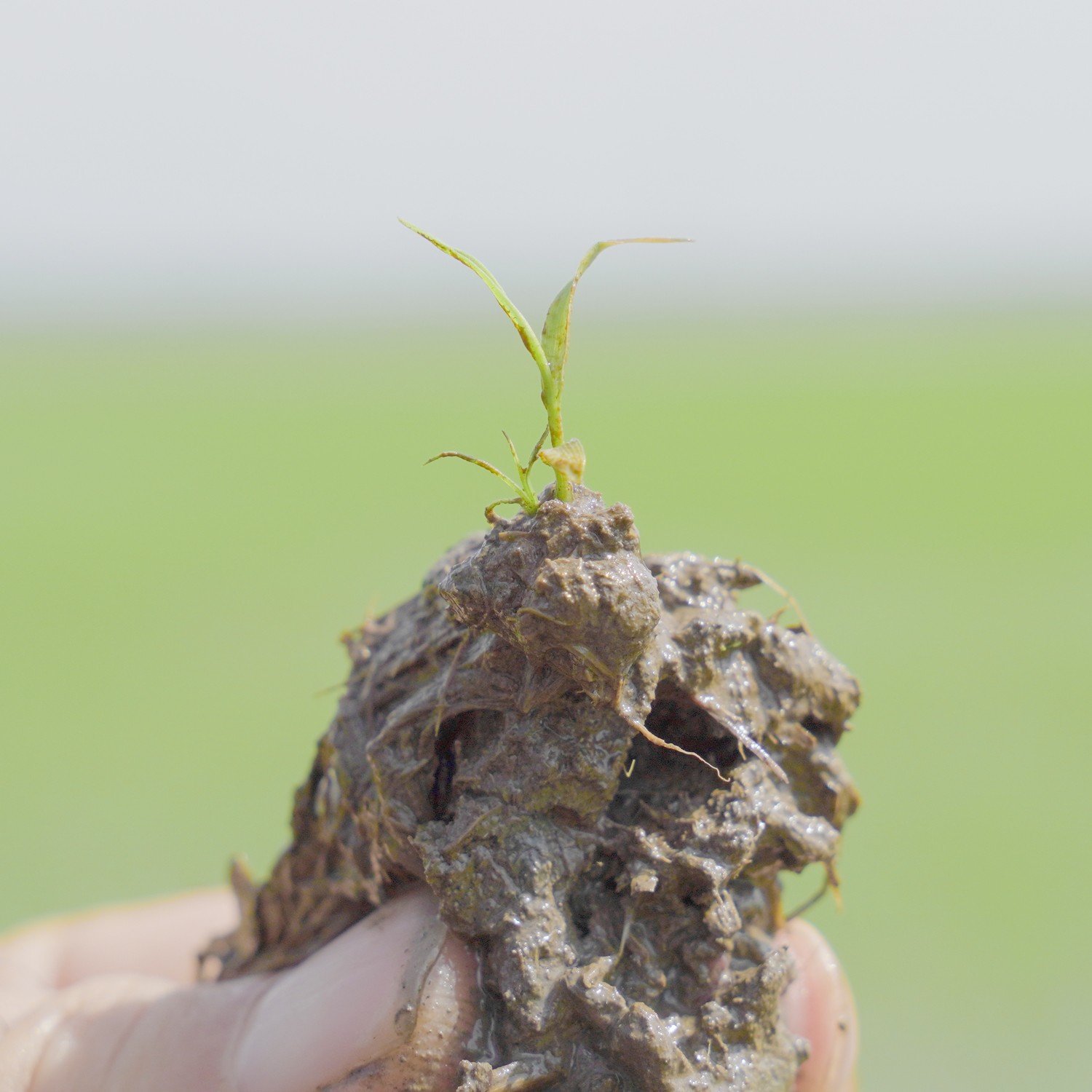 PETA PRO 500 ( 800ML )