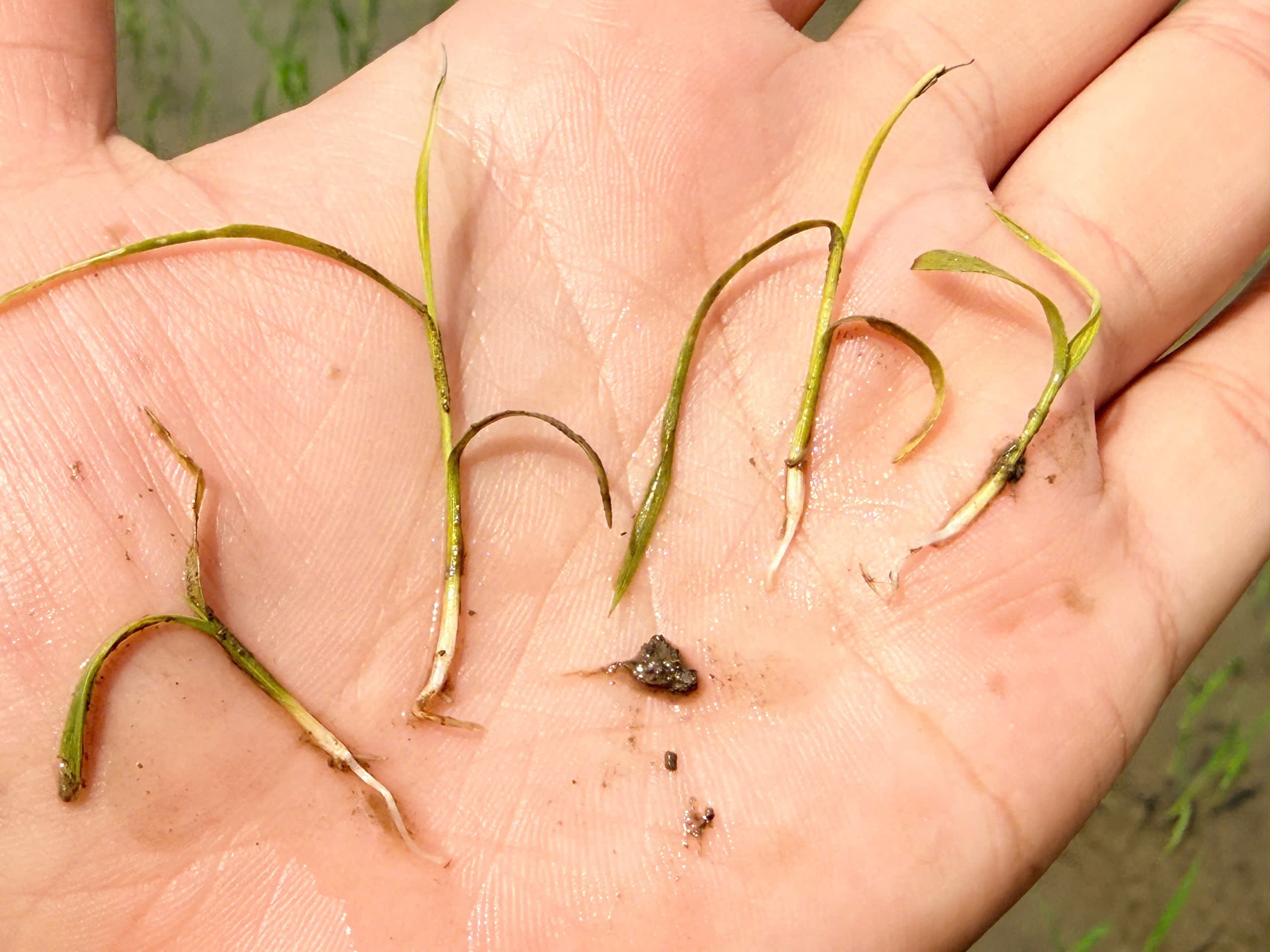 THUỐC TRỪ CỎ MỚI PETA PRO 500