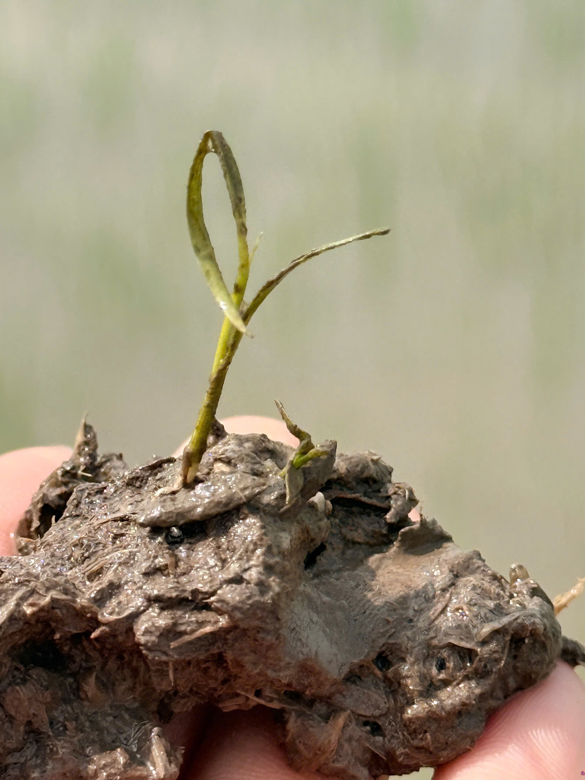 THUỐC TRỪ CỎ MỚI PETA PRO 500