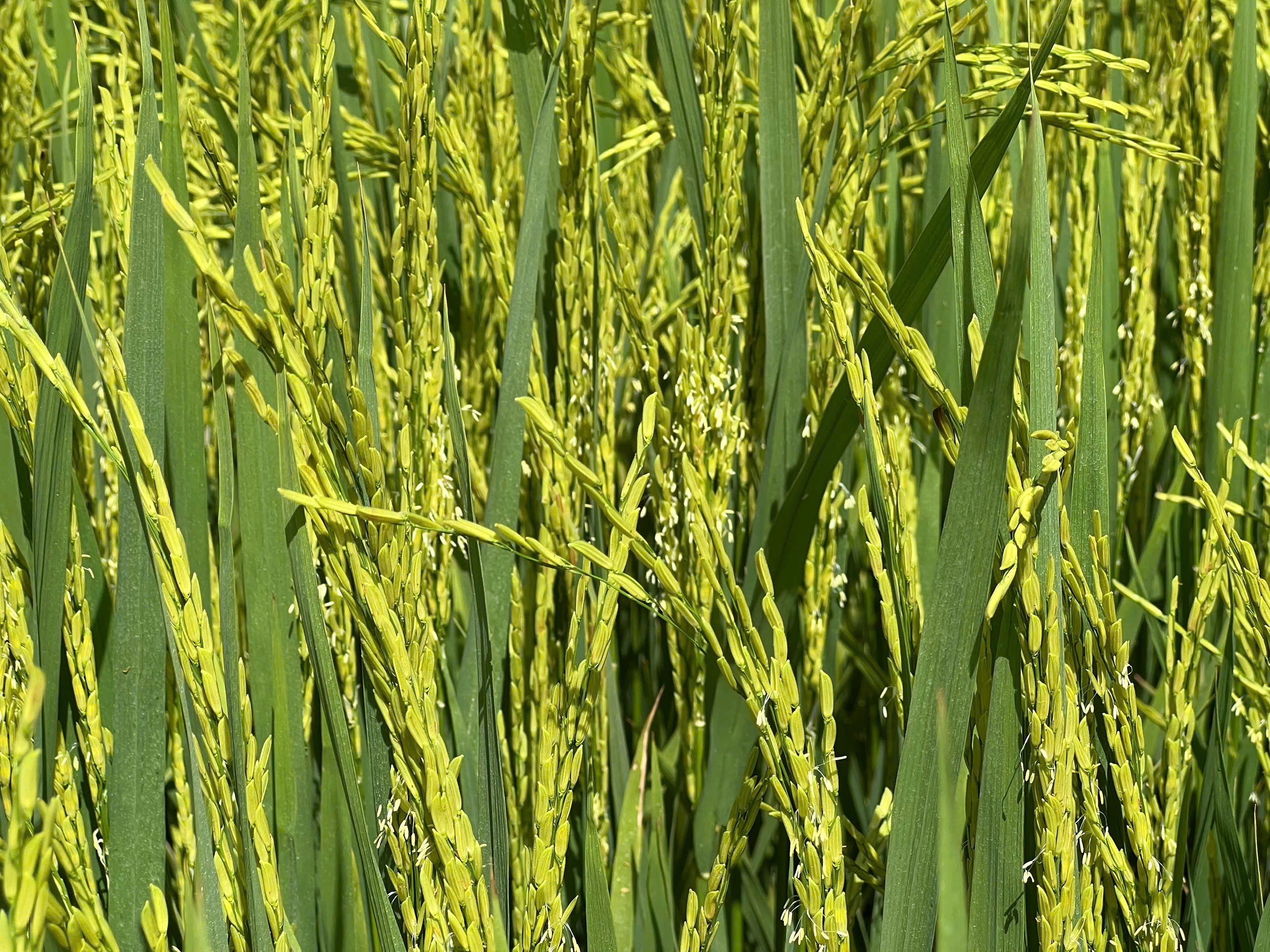 CẶP ĐÔI TOÀN DIỆN 5 IN 1