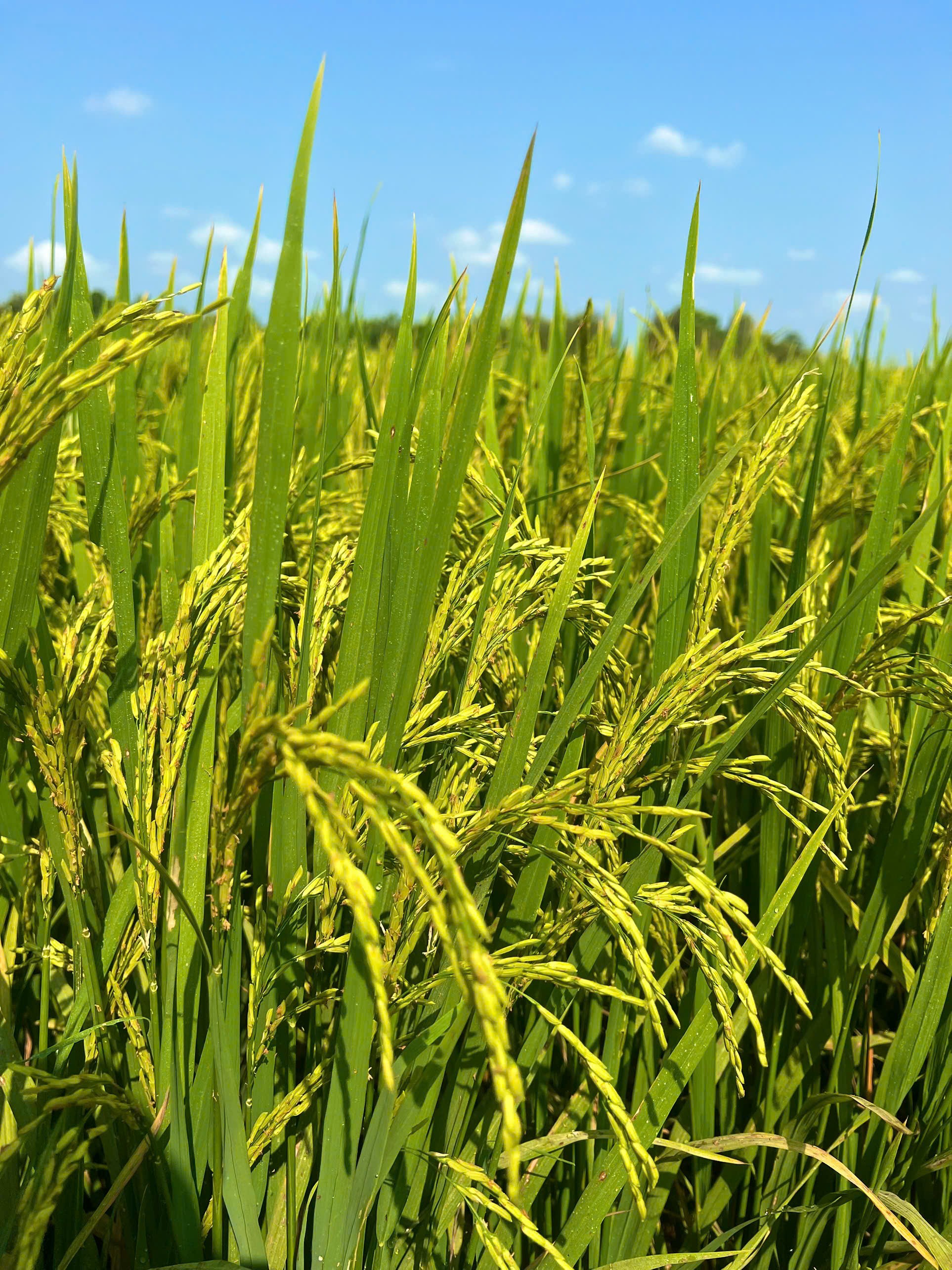 CẶP ĐÔI TOÀN DIỆN 5 IN 1