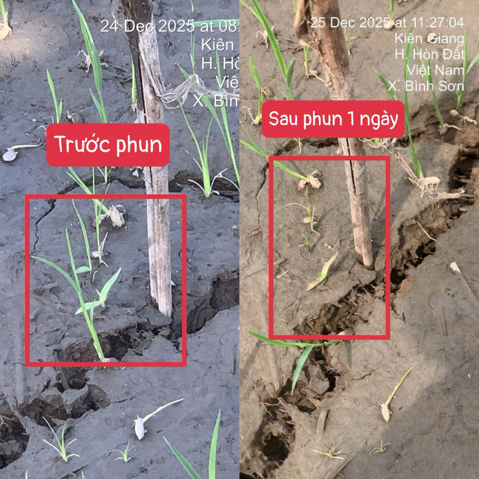 PETA PRO 500 ( 800ML )