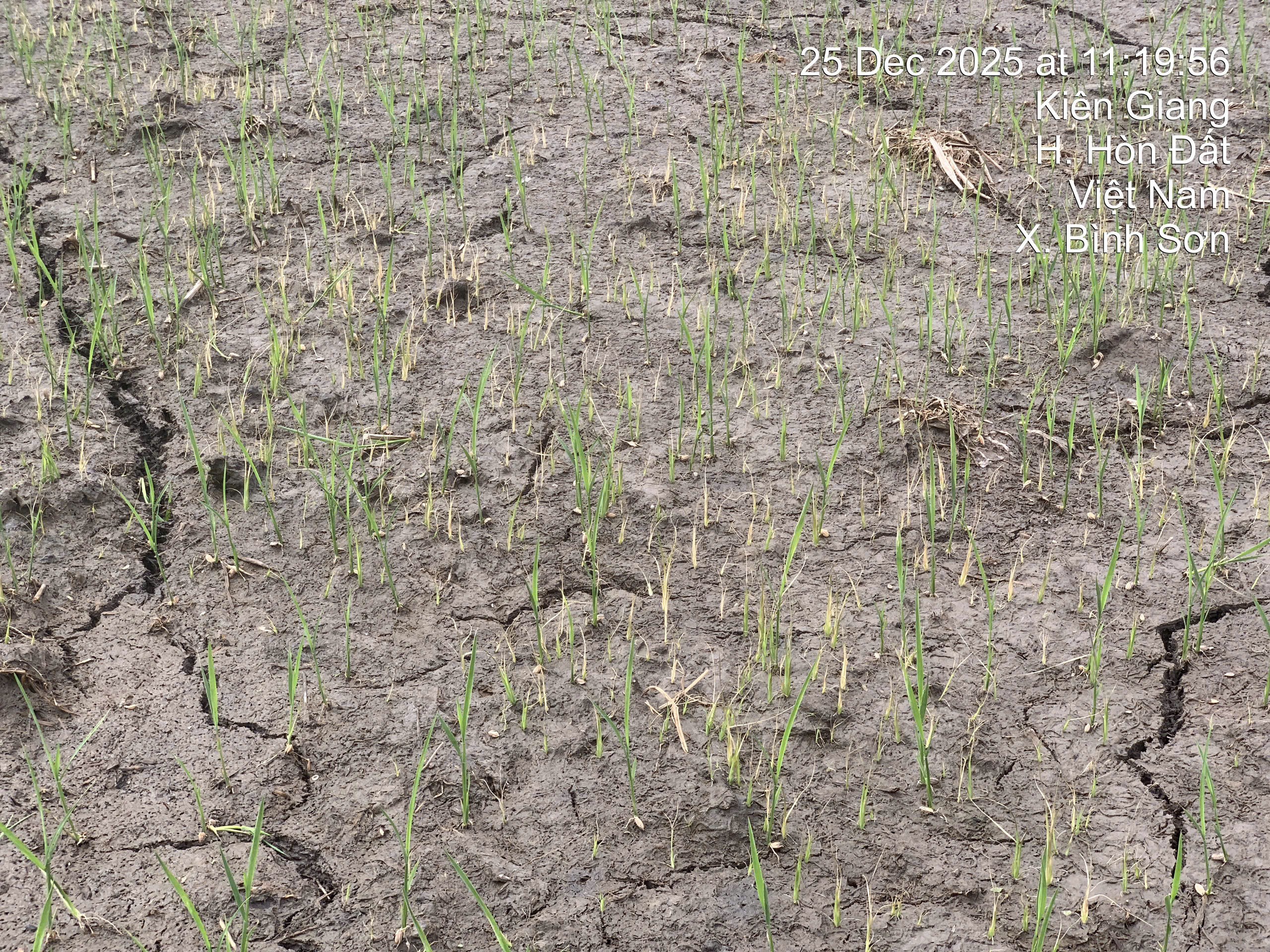 PETA PRO 500 ( 800ML )