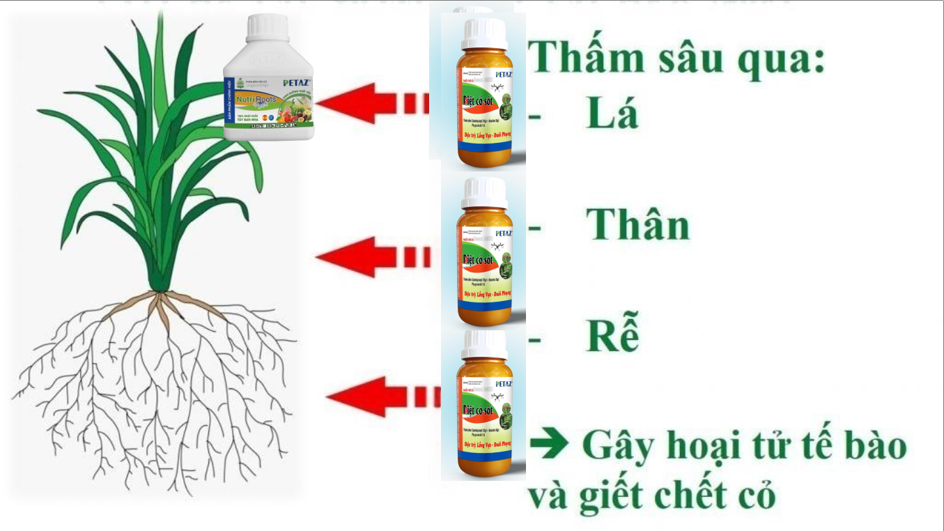 DIỆT CỎ SÓT