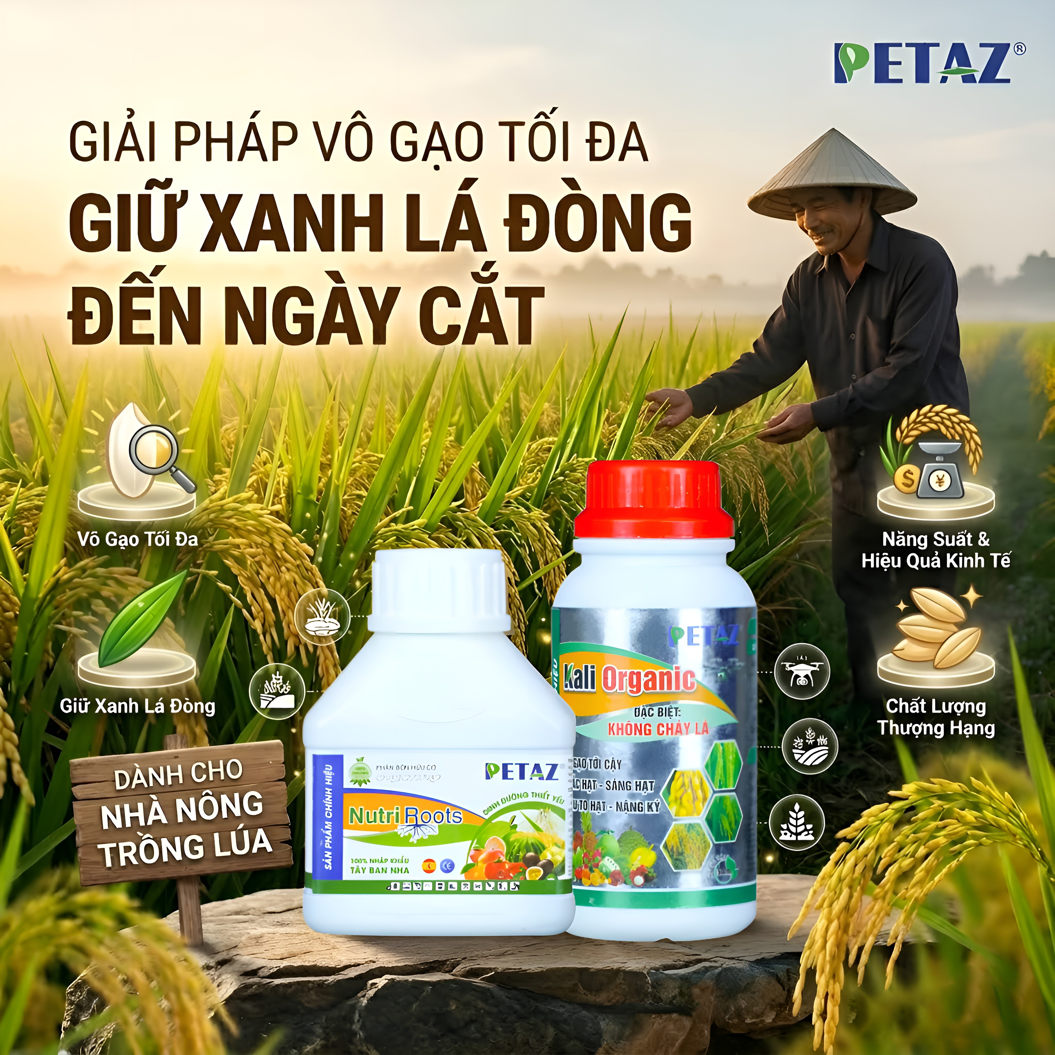 GIỮ XANH LÁ ĐÒNG - VÔ GẠO TỐI ĐA ĐẾN NGÀY THU HOẠCH!