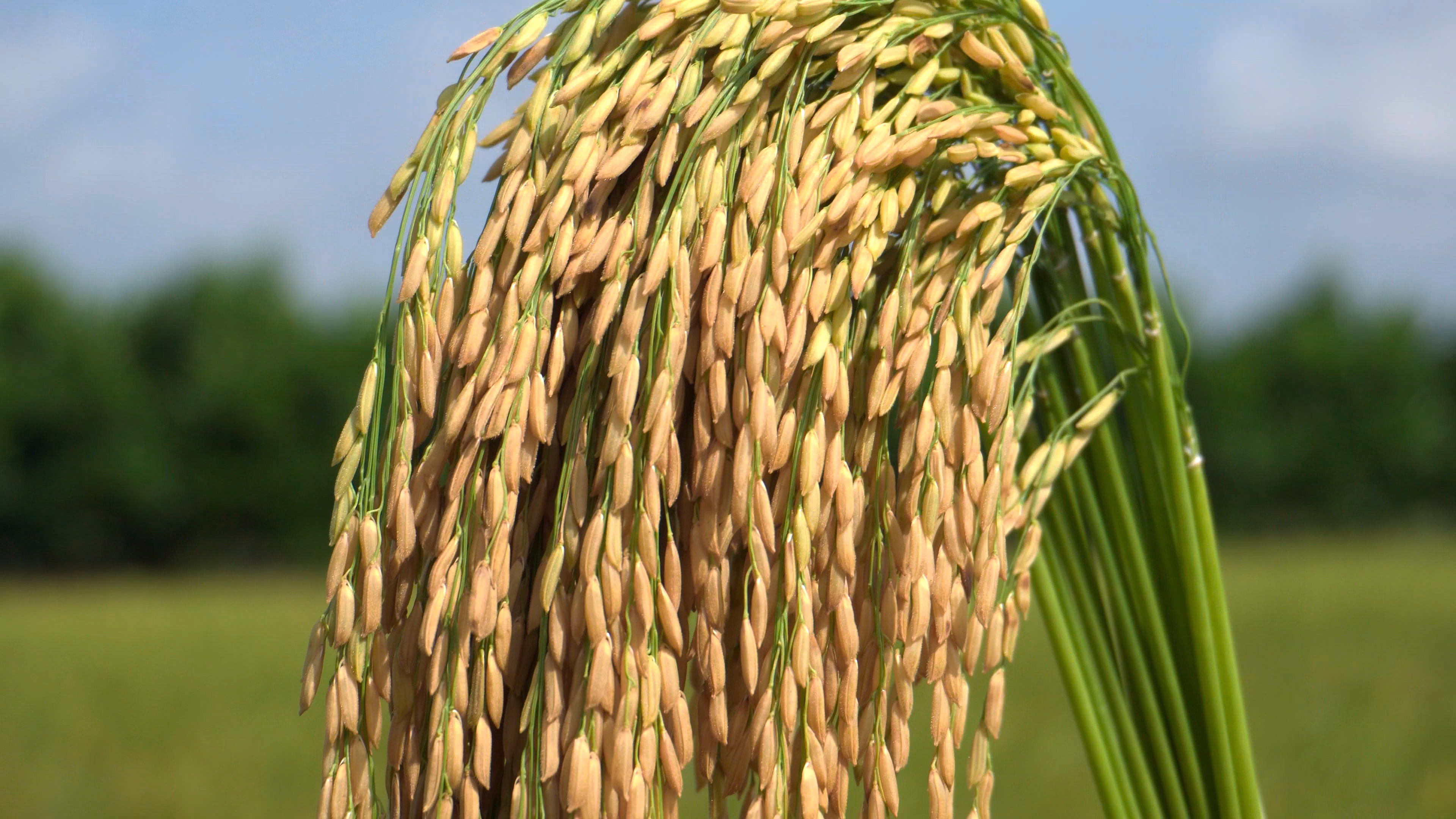 🌾 BỘ BA PHÚC PHÚC LỘC THỌ: ĐÁNH BAY ĐẠO ÔN - SẠCH TRƠN LEM LÉP HẠT! 🌾