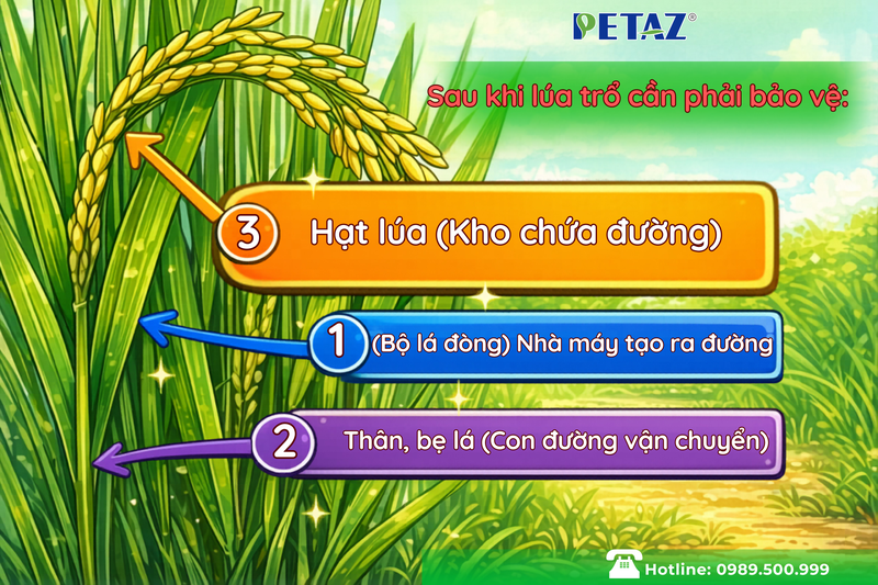MUỐN LÚA NẶNG KÝ – PHẢI BẢO VỆ 3 “CON ĐƯỜNG SỐNG CÒN” SAU TRỔ!