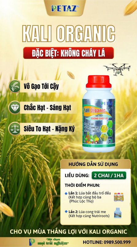 LÚA VÔ GẠO CHẮC TỚI CẬY - BÍ QUYẾT PHUN KALI KHÔNG BAO GIỜ CHÁY LÁ ĐÀI!